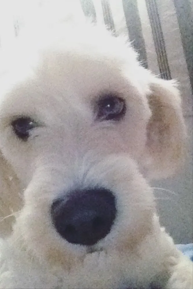 Cachorro raça Poodle idade 5 anos nome Pérola