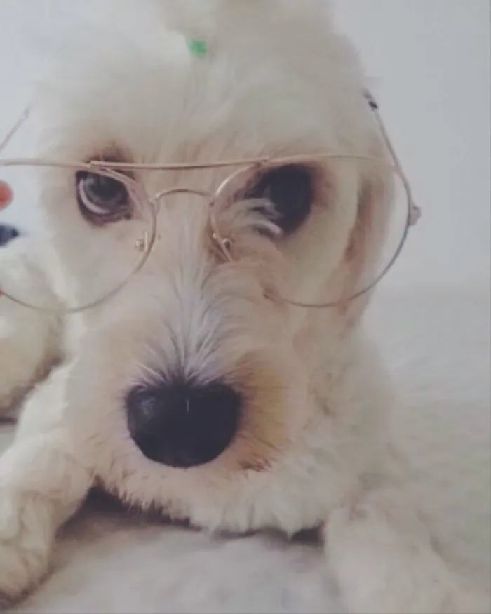 Cachorro raça Poodle idade 5 anos nome Pérola