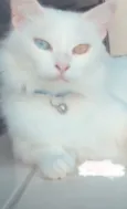 Tomas