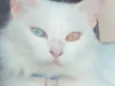 Tomas