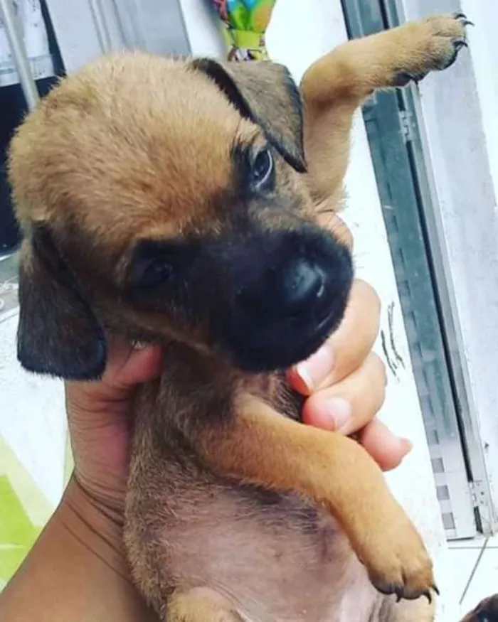 Cachorro ra a Misturado idade Abaixo de 2 meses nome Sem nome