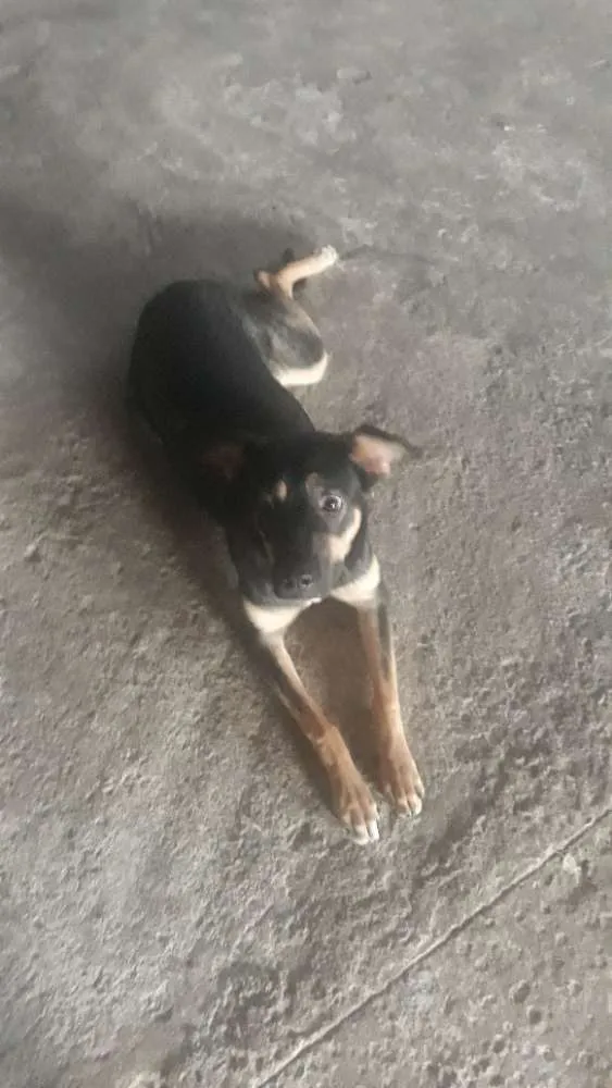 Cachorro raça Indefinida  idade 1 ano nome Rebeca