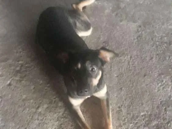 Cachorro raça Indefinida  idade 1 ano nome Rebeca