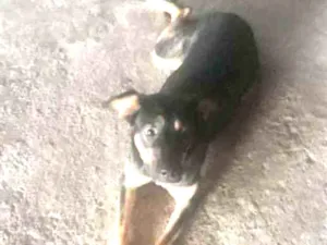 Cachorro raça Indefinida  idade 1 ano nome Rebeca