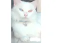 Tomas