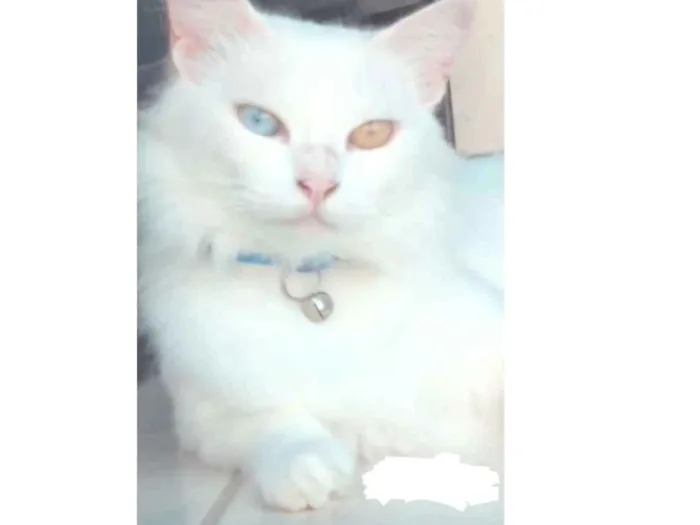 Gato ra a  idade  nome Tomas