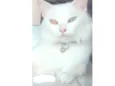Tomas