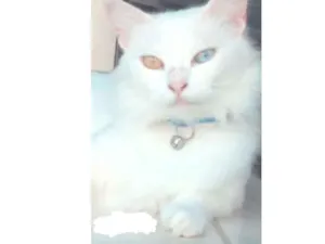 Gato raça  idade  nome Tomas