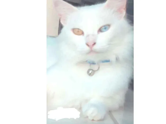 Gato ra a  idade  nome Tomas
