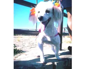 Cachorro raça Poodle idade 5 anos nome Pérola