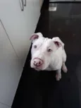 Touro e Lua