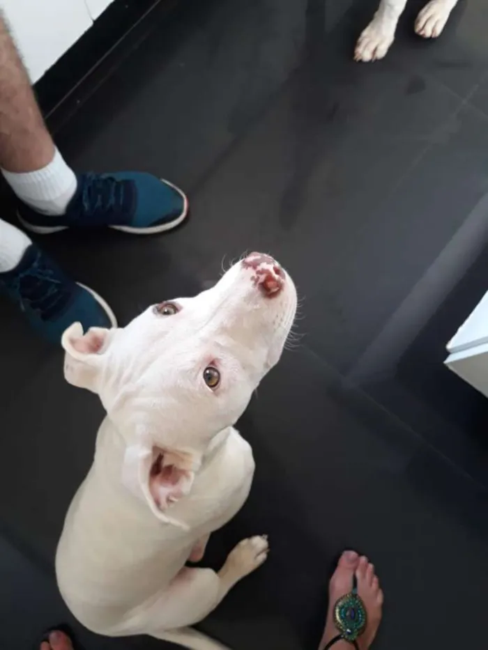 Cachorro ra a Pitbull idade 7 a 11 meses nome Touro e Lua
