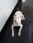 Touro e Lua