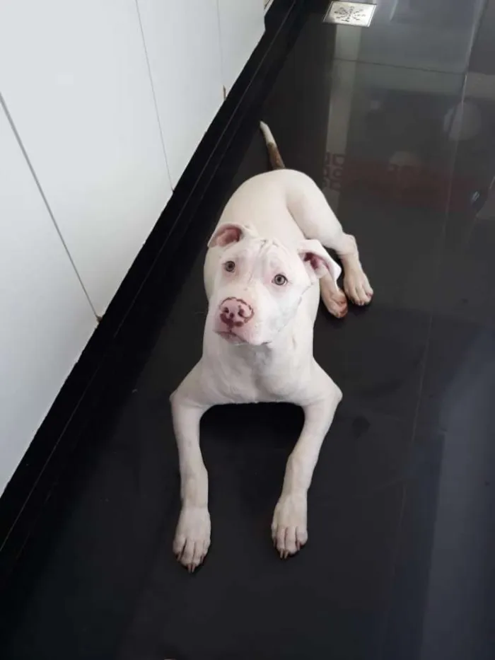 Cachorro ra a Pitbull idade 7 a 11 meses nome Touro e Lua