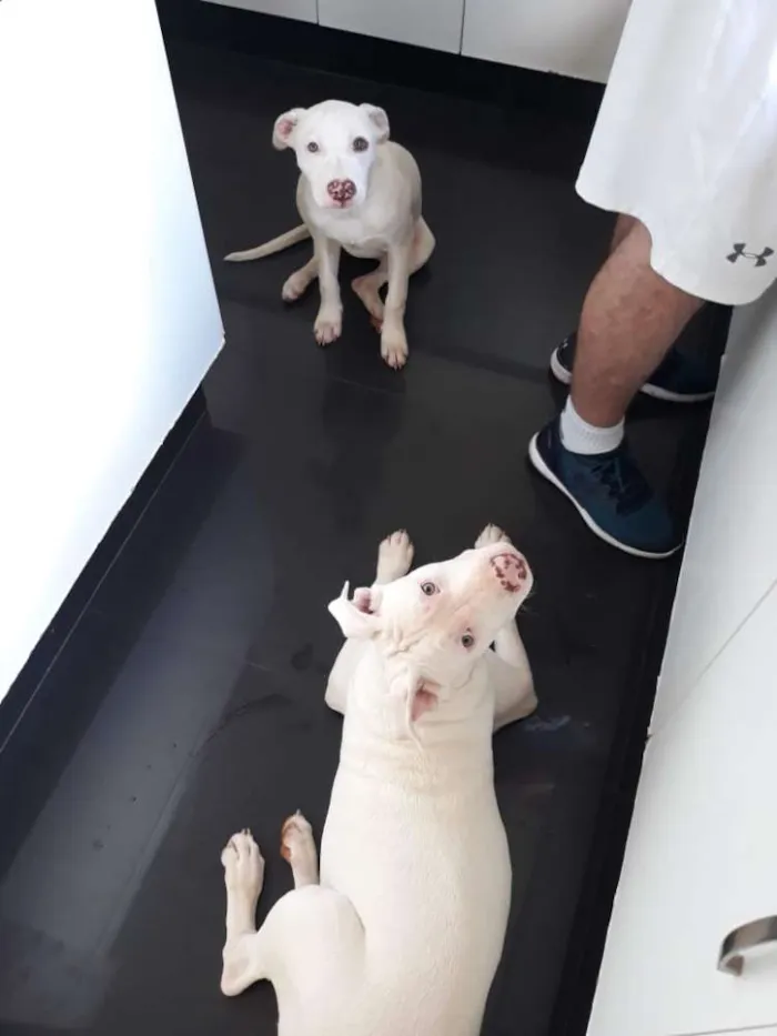 Cachorro ra a Pitbull idade 7 a 11 meses nome Touro e Lua