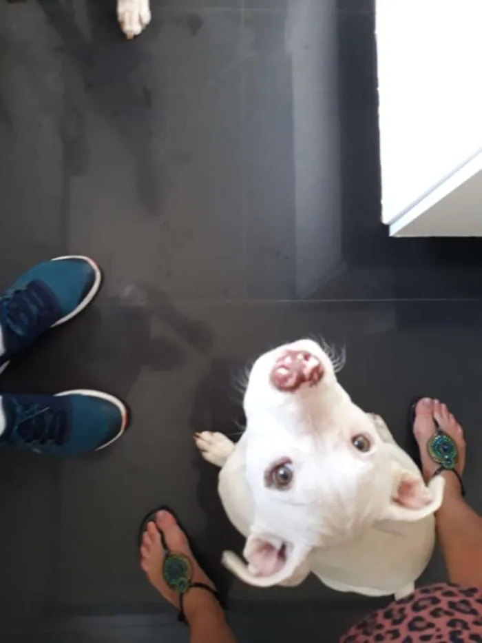 Cachorro ra a Pitbull idade 7 a 11 meses nome Touro e Lua