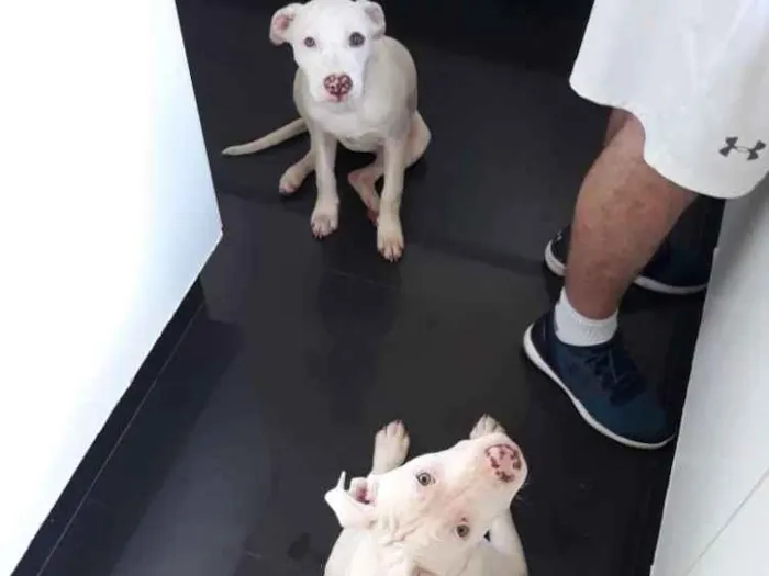 Cachorro ra a Pitbull idade 7 a 11 meses nome Touro e Lua