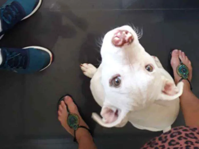 Cachorro ra a Pitbull idade 7 a 11 meses nome Touro e Lua