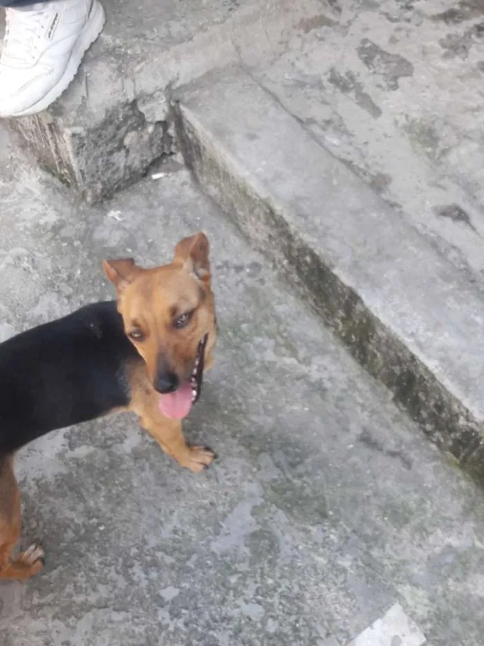 Cachorro ra a Vira lata idade 1 ano nome Princesa
