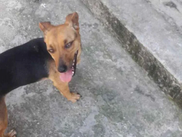 Cachorro ra a Vira lata idade 1 ano nome Princesa
