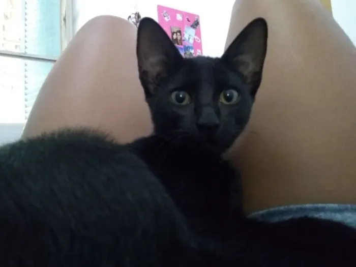 Gato raça Vira-lata idade 7 a 11 meses nome Shadow