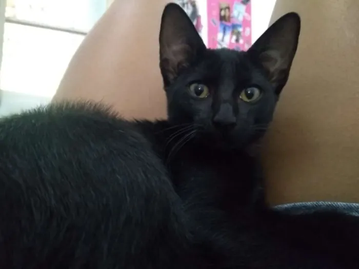 Gato raça Vira-lata idade 7 a 11 meses nome Shadow