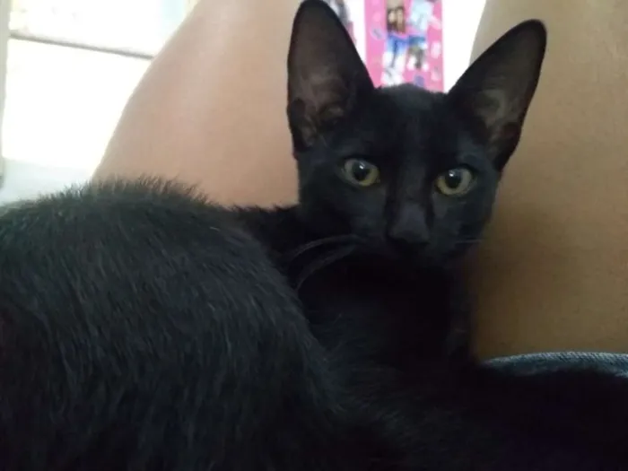 Gato raça Vira-lata idade 7 a 11 meses nome Shadow