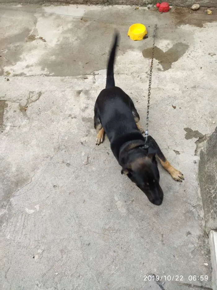 Cachorro ra a Vira lata idade 7 a 11 meses nome Goku