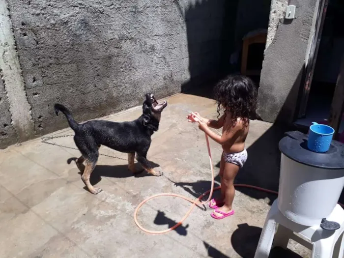 Cachorro ra a Vira lata idade 7 a 11 meses nome Goku