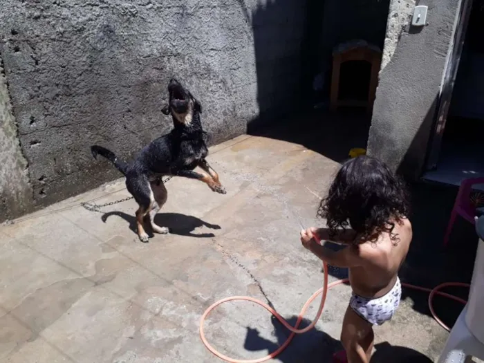 Cachorro ra a Vira lata idade 7 a 11 meses nome Goku