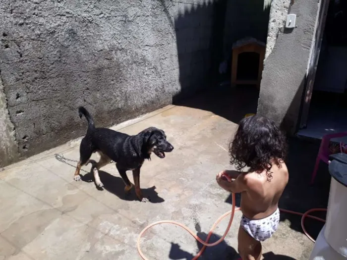 Cachorro ra a Vira lata idade 7 a 11 meses nome Goku