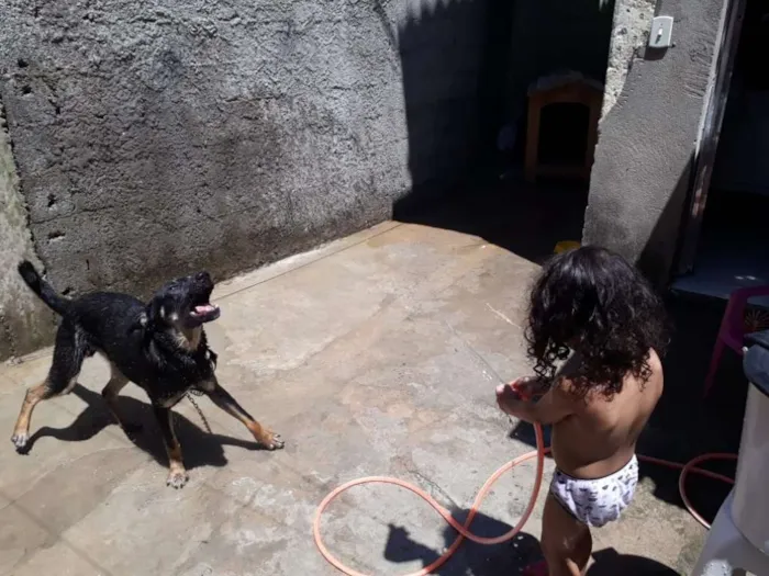 Cachorro ra a Vira lata idade 7 a 11 meses nome Goku