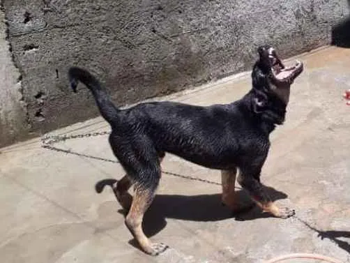 Cachorro ra a Vira lata idade 7 a 11 meses nome Goku