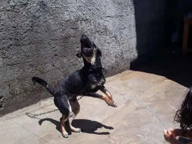 Cachorro ra a Vira lata idade 7 a 11 meses nome Goku