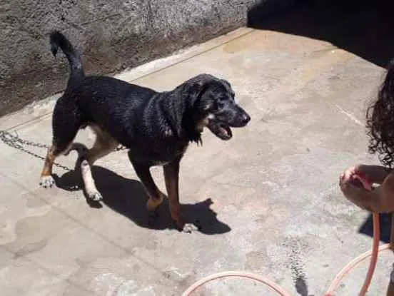 Cachorro ra a Vira lata idade 7 a 11 meses nome Goku