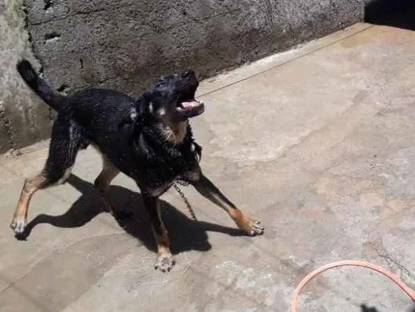 Cachorro ra a Vira lata idade 7 a 11 meses nome Goku