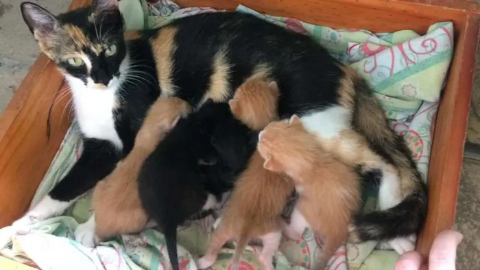 Gato raça  idade Abaixo de 2 meses nome Sem nome 
