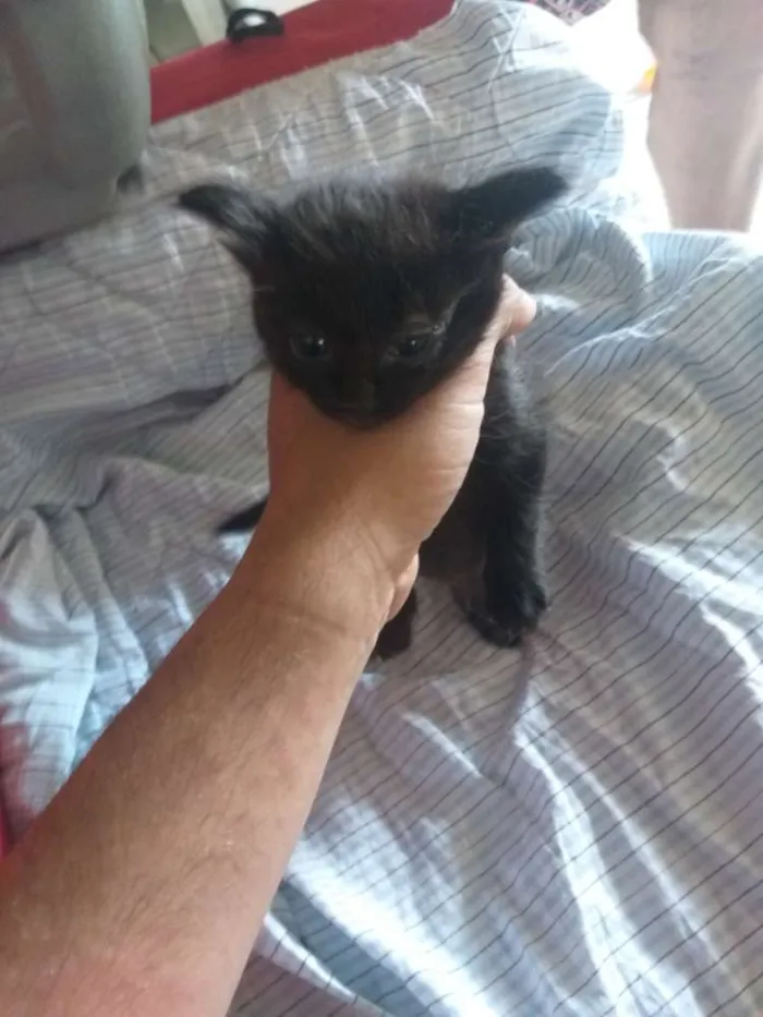 Gato ra a Não definida idade Abaixo de 2 meses nome Não tem 