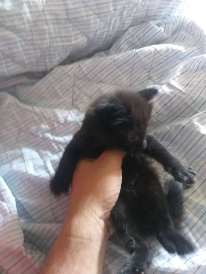 Gato ra a Não definida idade Abaixo de 2 meses nome Não tem 