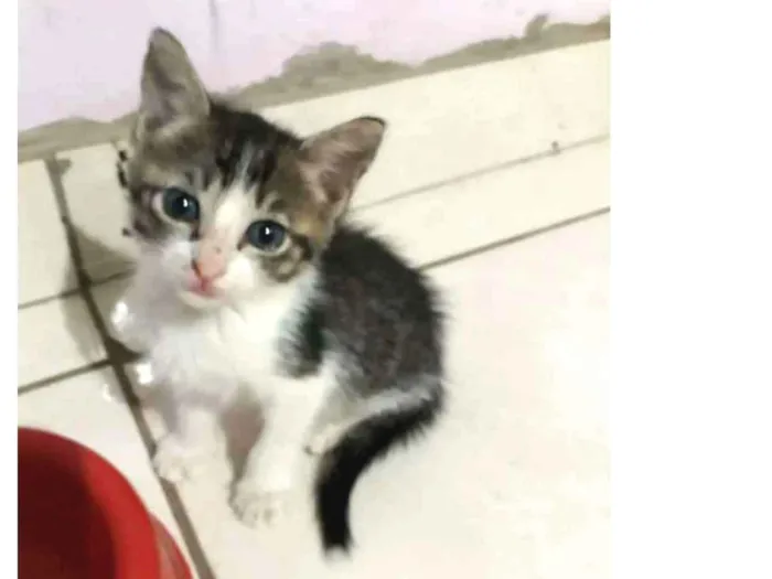 Gato ra a SRD idade Abaixo de 2 meses nome Sem nome