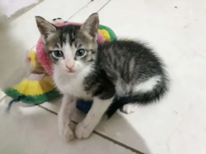 Gato ra a SRD idade Abaixo de 2 meses nome Sem nome