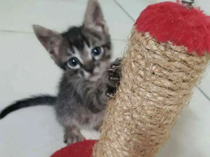 Gato ra a SRD idade Abaixo de 2 meses nome Sem nome