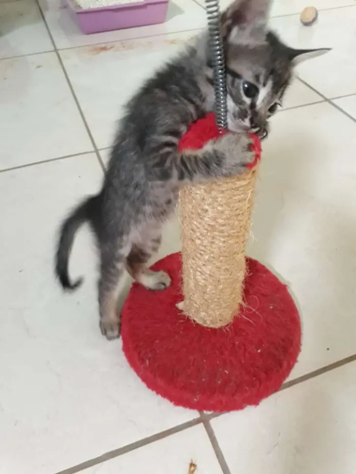 Gato ra a SRD idade Abaixo de 2 meses nome Sem nome