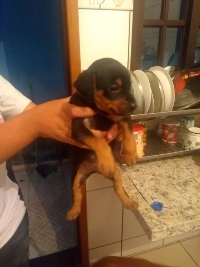 Cachorro ra a Vira lata idade Abaixo de 2 meses nome Filhote 1