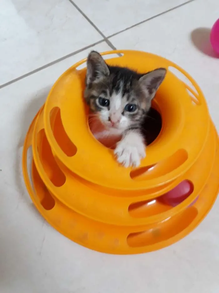 Gato ra a SRD idade Abaixo de 2 meses nome Sem nome
