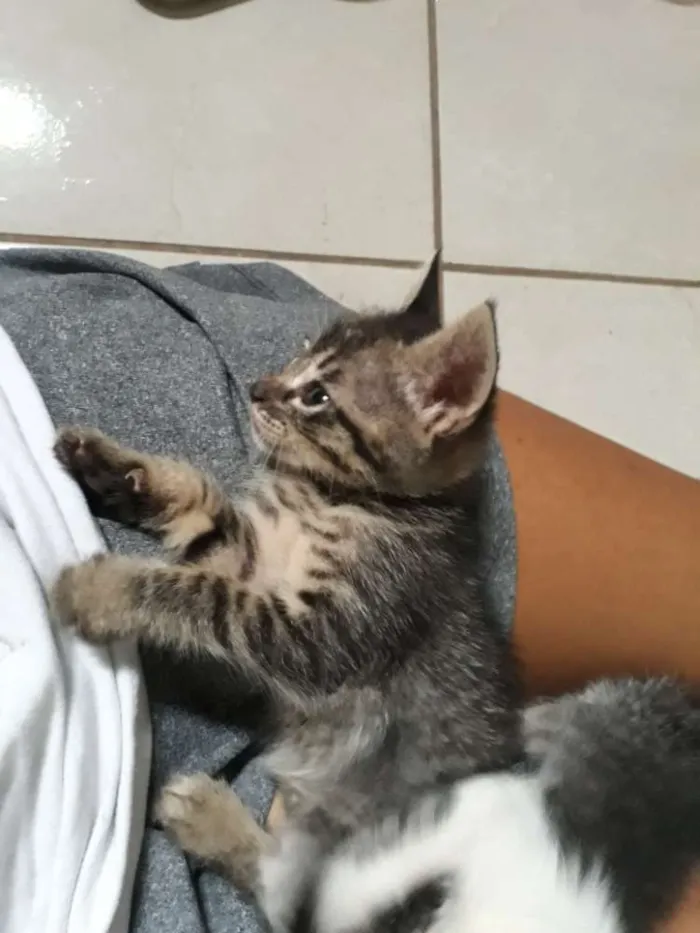 Gato ra a SRD idade Abaixo de 2 meses nome Sem nome