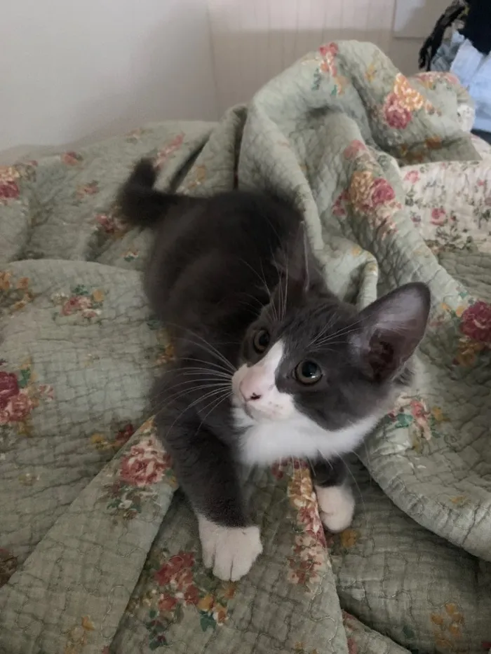 Gato raça vira-lata idade 2 a 6 meses nome nami