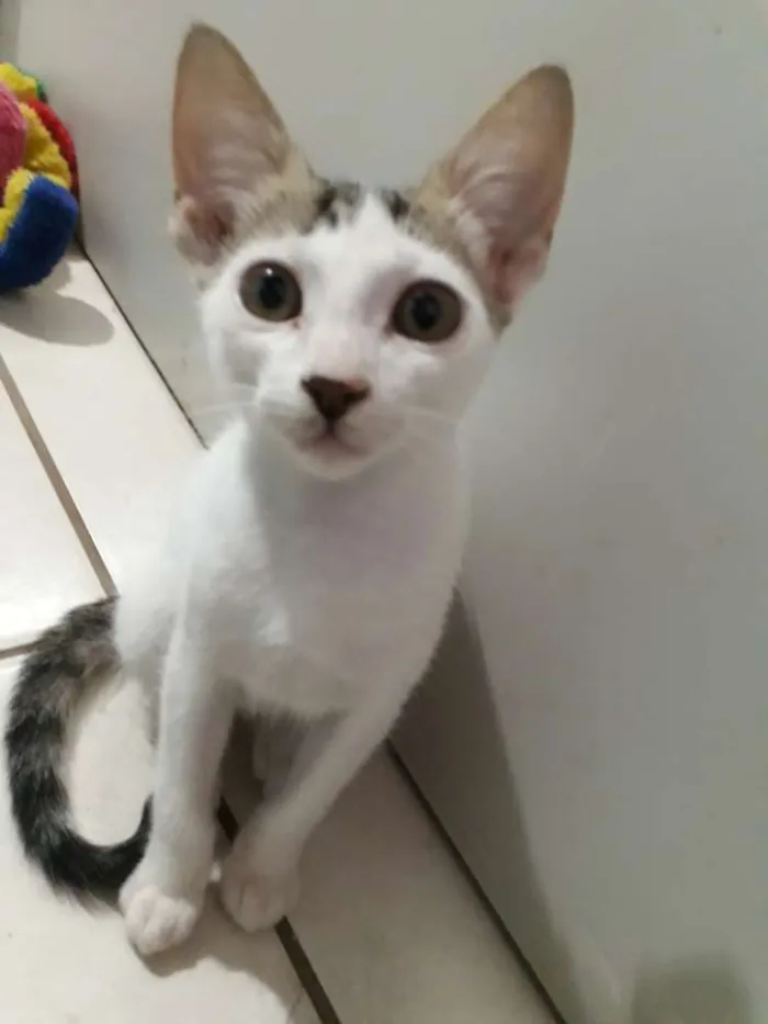 Gato ra a SRD idade 2 a 6 meses nome Sem nome