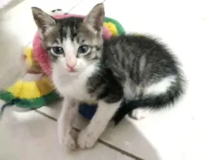 Gato raça SRD idade Abaixo de 2 meses nome Sem nome