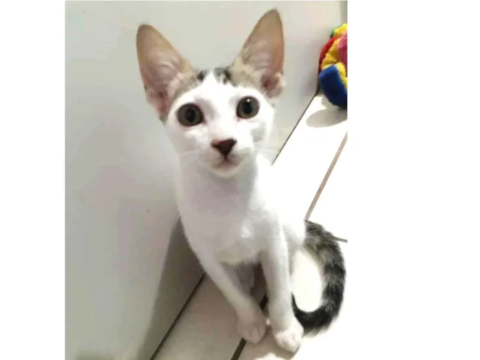 Gato ra a SRD idade 2 a 6 meses nome Sem nome